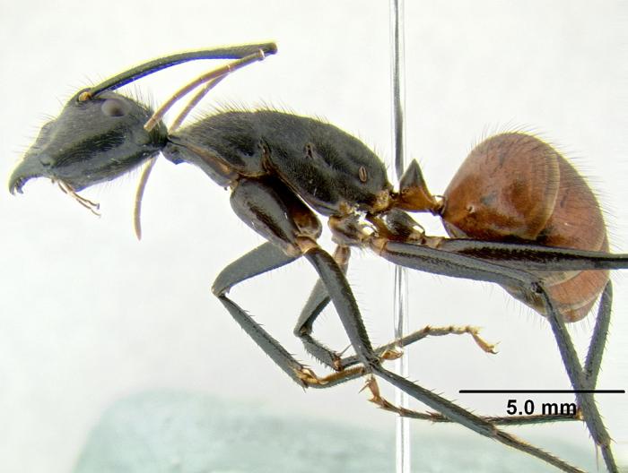 Рабочий Camponotus gigas
